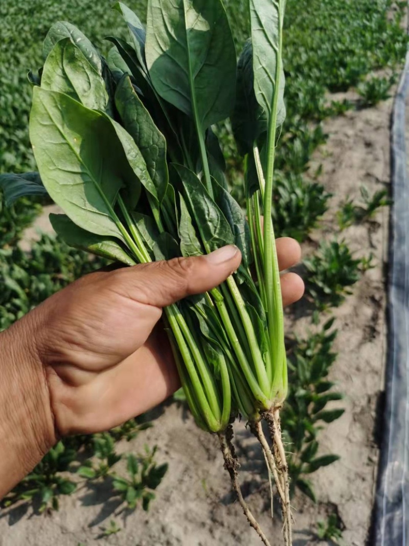精品菠菜专业种植支持电商超市一件代发
