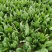 精品菠菜专业种植支持电商超市一件代发