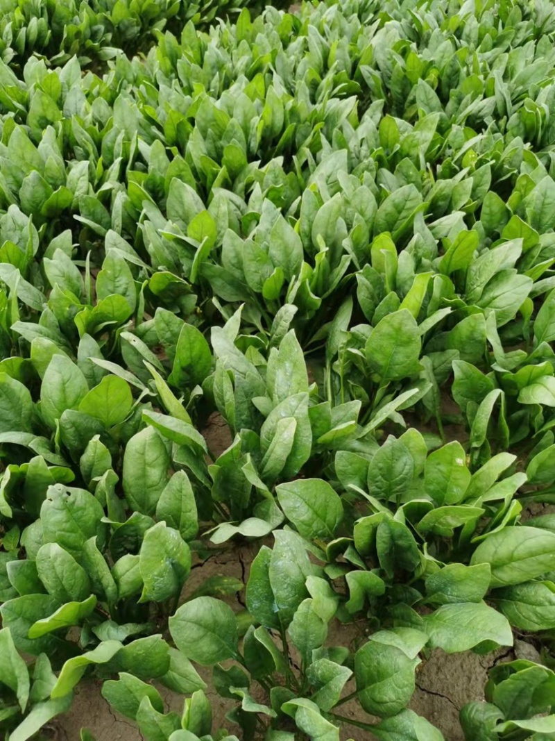 精品菠菜专业种植支持电商超市一件代发