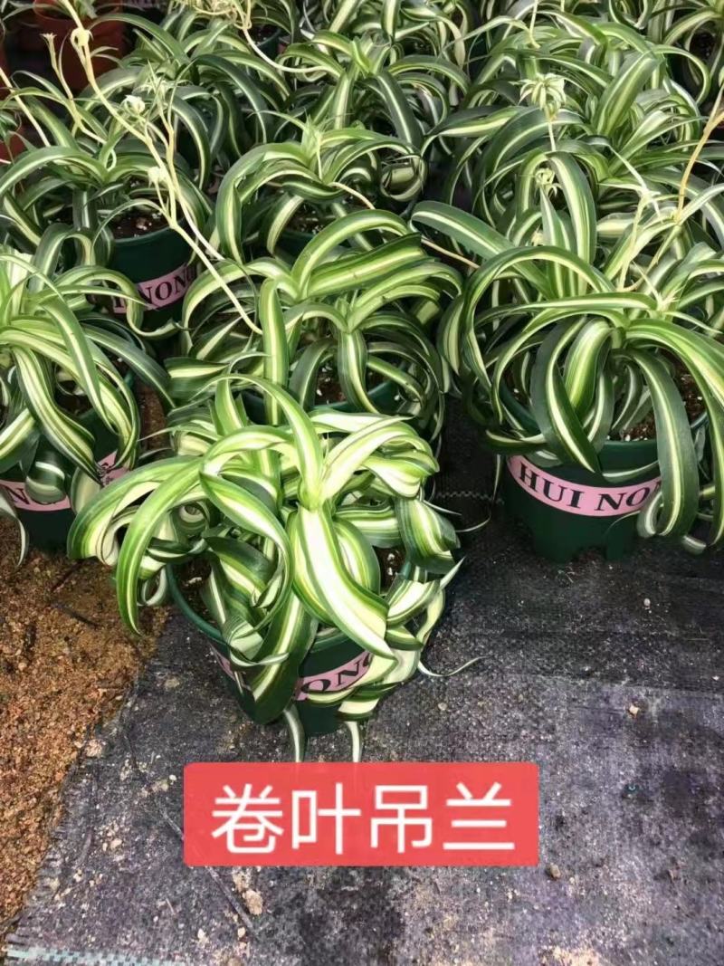 网红卷叶吊兰