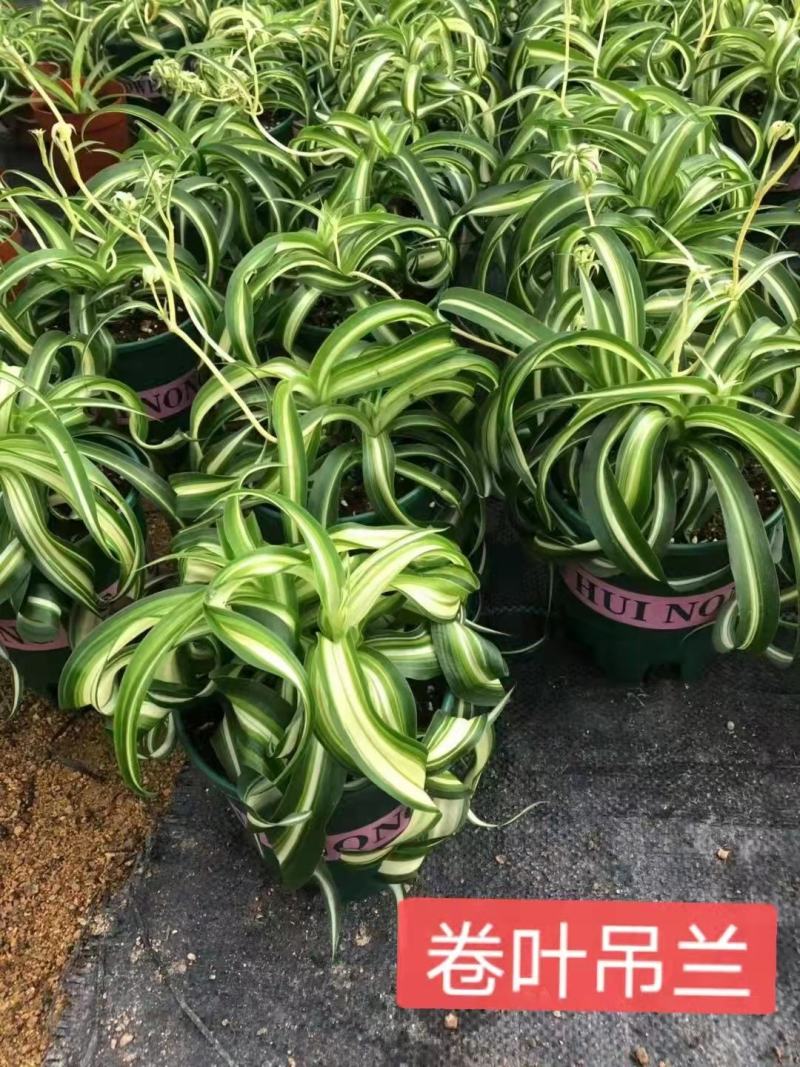 网红卷叶吊兰