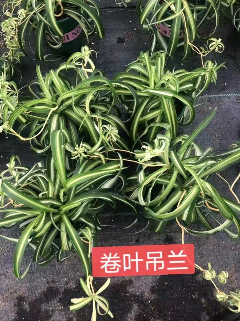 网红卷叶吊兰