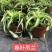 网红卷叶吊兰