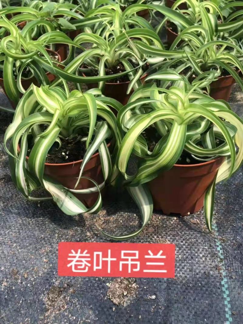 网红卷叶吊兰