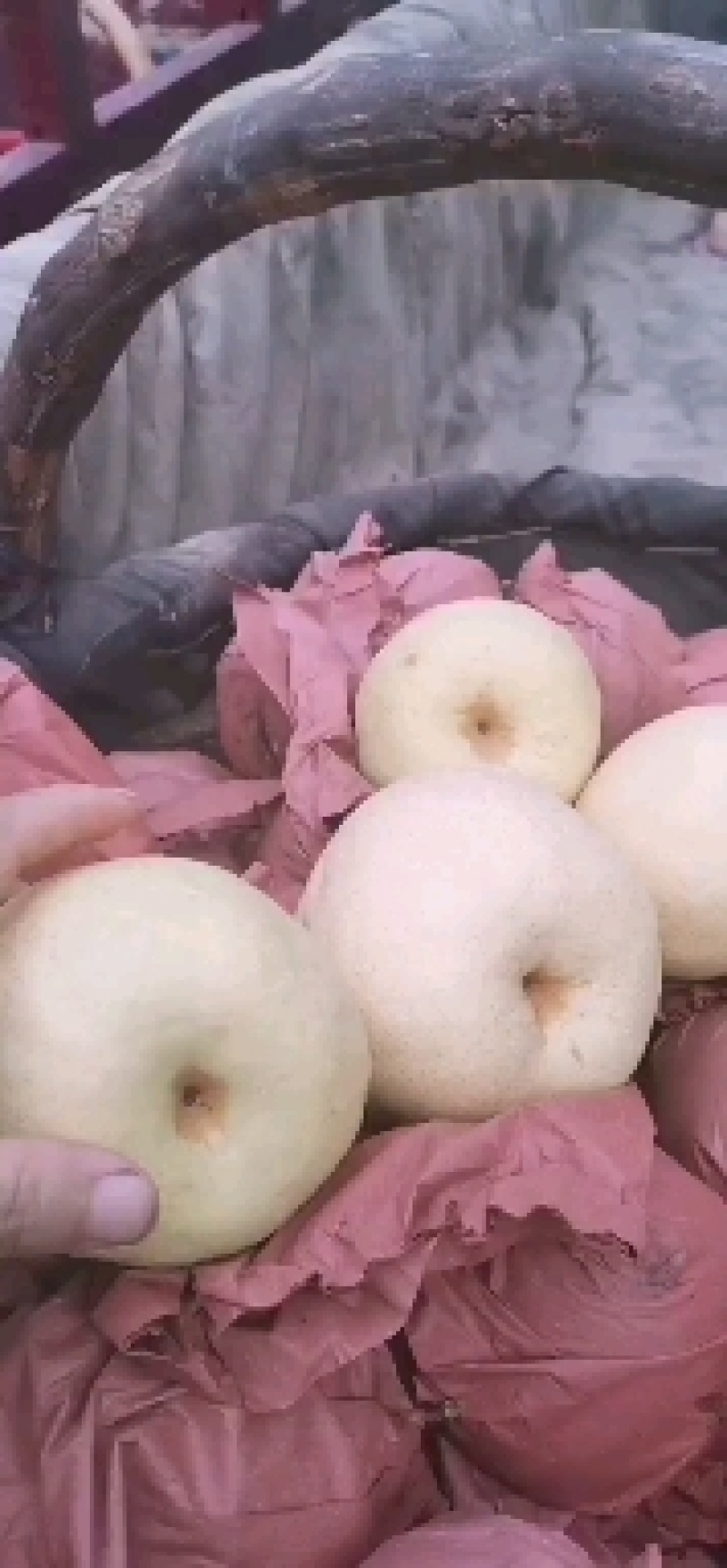 泾河畔的酥梨，纸袋，3两一4两，小梨，果面干净细腻
