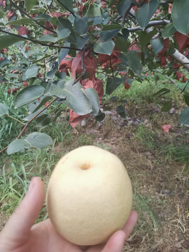 泾河畔的酥梨，纸袋，3两一4两，小梨，果面干净细腻