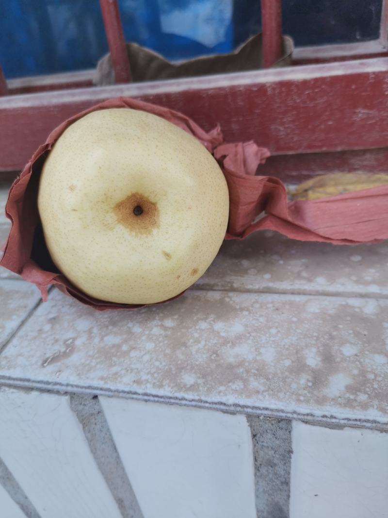 泾河畔的酥梨，纸袋，3两一4两，小梨，果面干净细腻