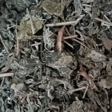 售卖野生藤茶
