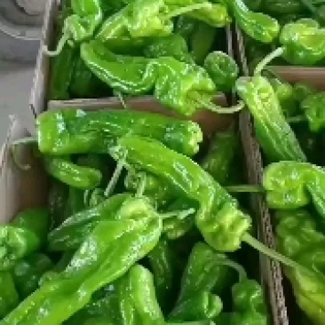 山东精品芜湖辣椒高品质货源上市