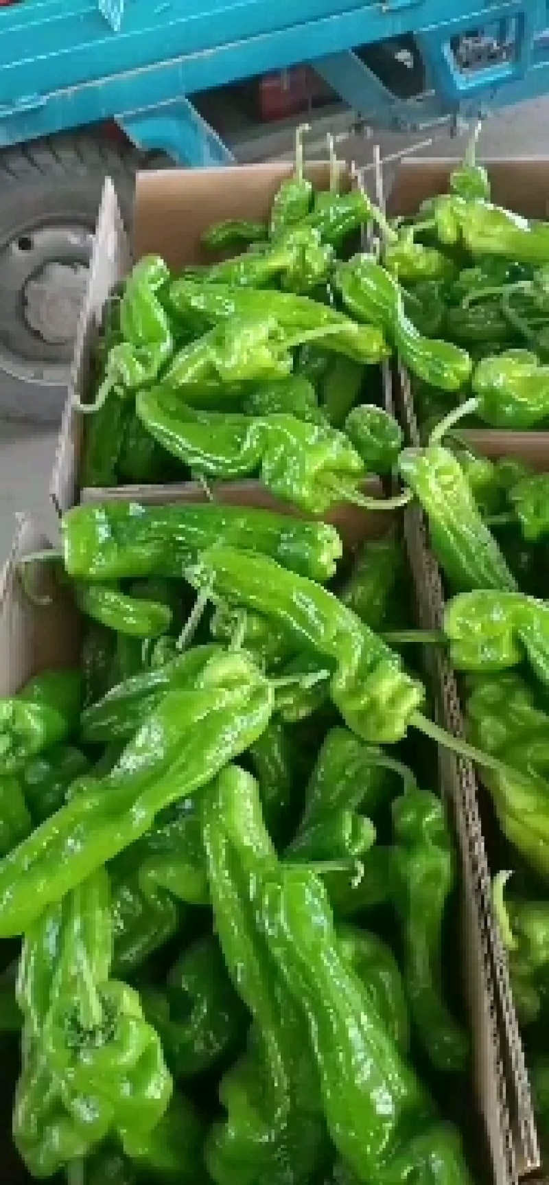 山东精品芜湖辣椒高品质货源上市