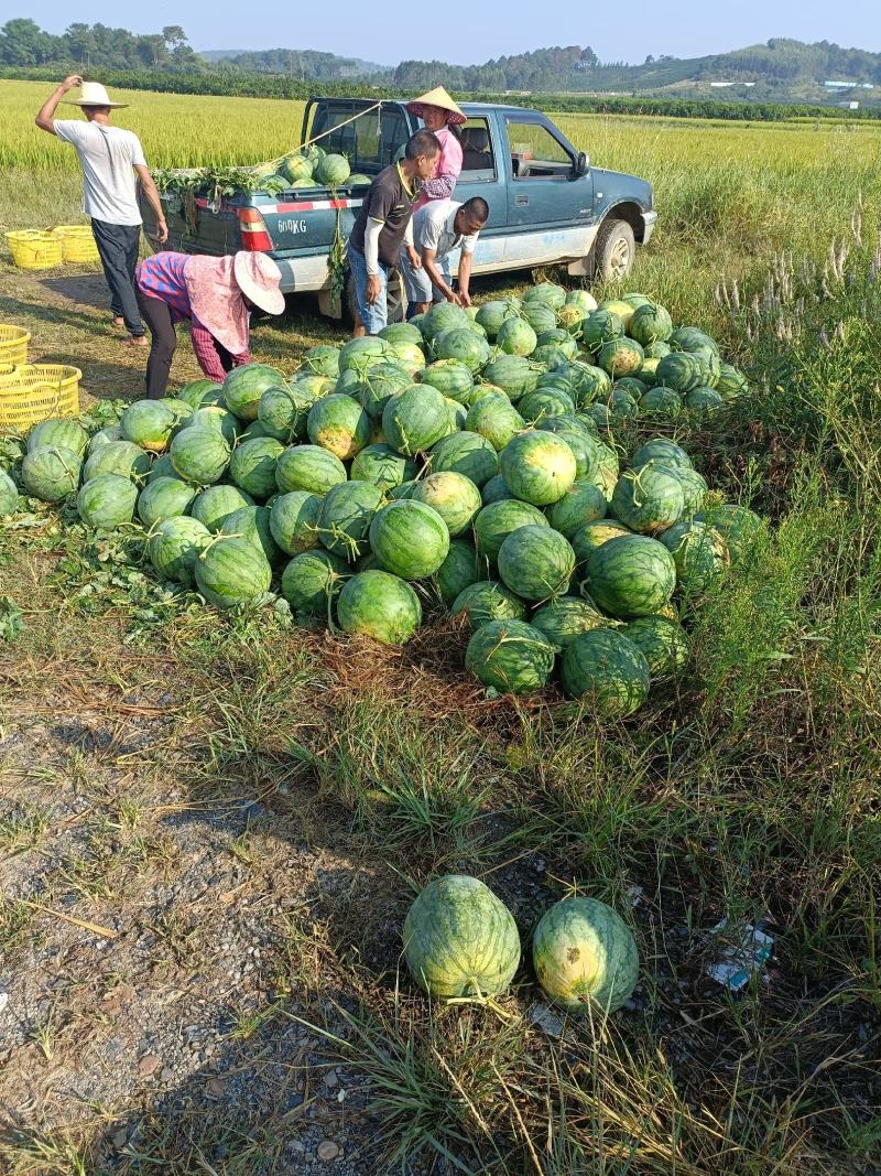 广西无籽西瓜