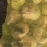 文水大头芥菜大量出货质支持市场，电商腌菜厂欢迎老板