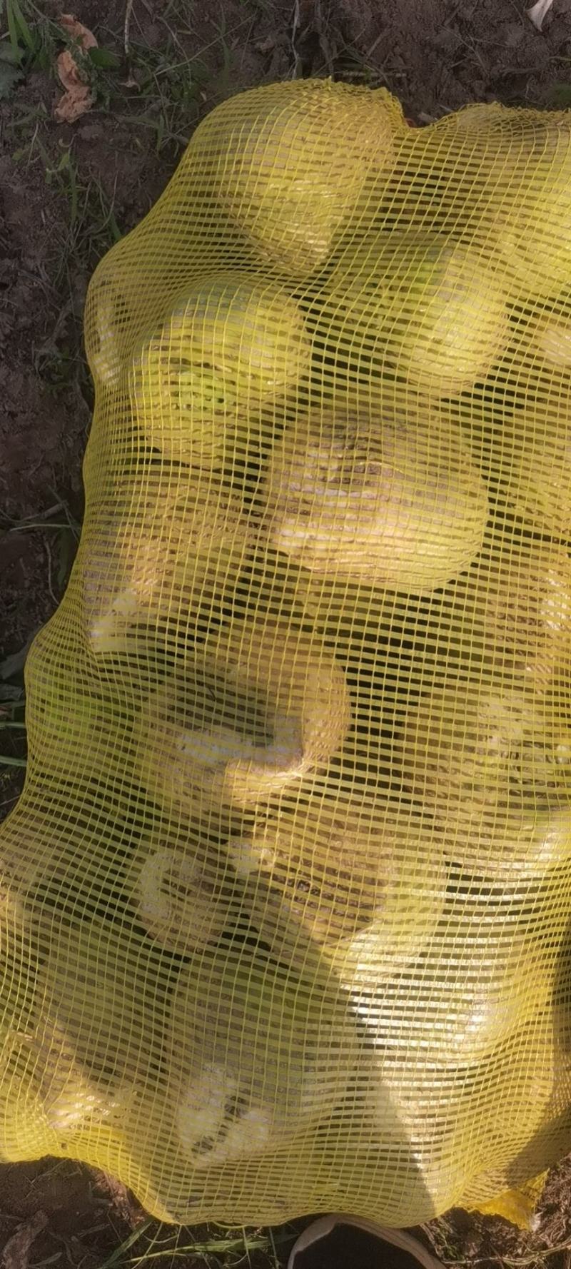 文水大头芥菜大量出货质支持市场，电商腌菜厂欢迎老板