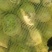 文水大头芥菜大量出货质支持市场，电商腌菜厂欢迎老板