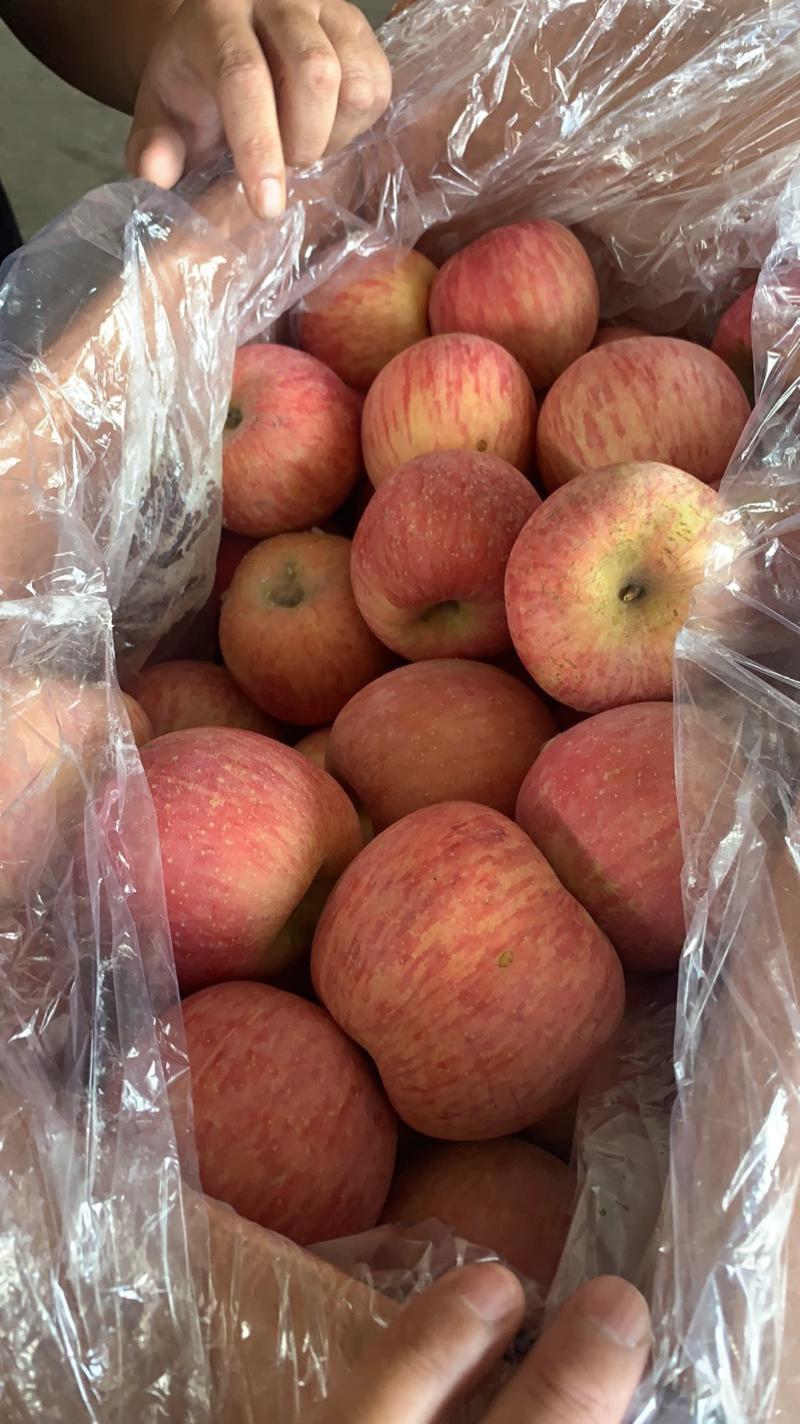 山东红富士苹果产地大量现货，价格便宜全国现货，质量保证好