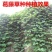 葛藤种子边坡绿化护坡植物野葛藤发芽率90以上
