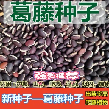 葛藤种子边坡绿化护坡植物野葛藤发芽率90以上