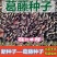 葛藤种子边坡绿化护坡植物野葛藤发芽率90以上