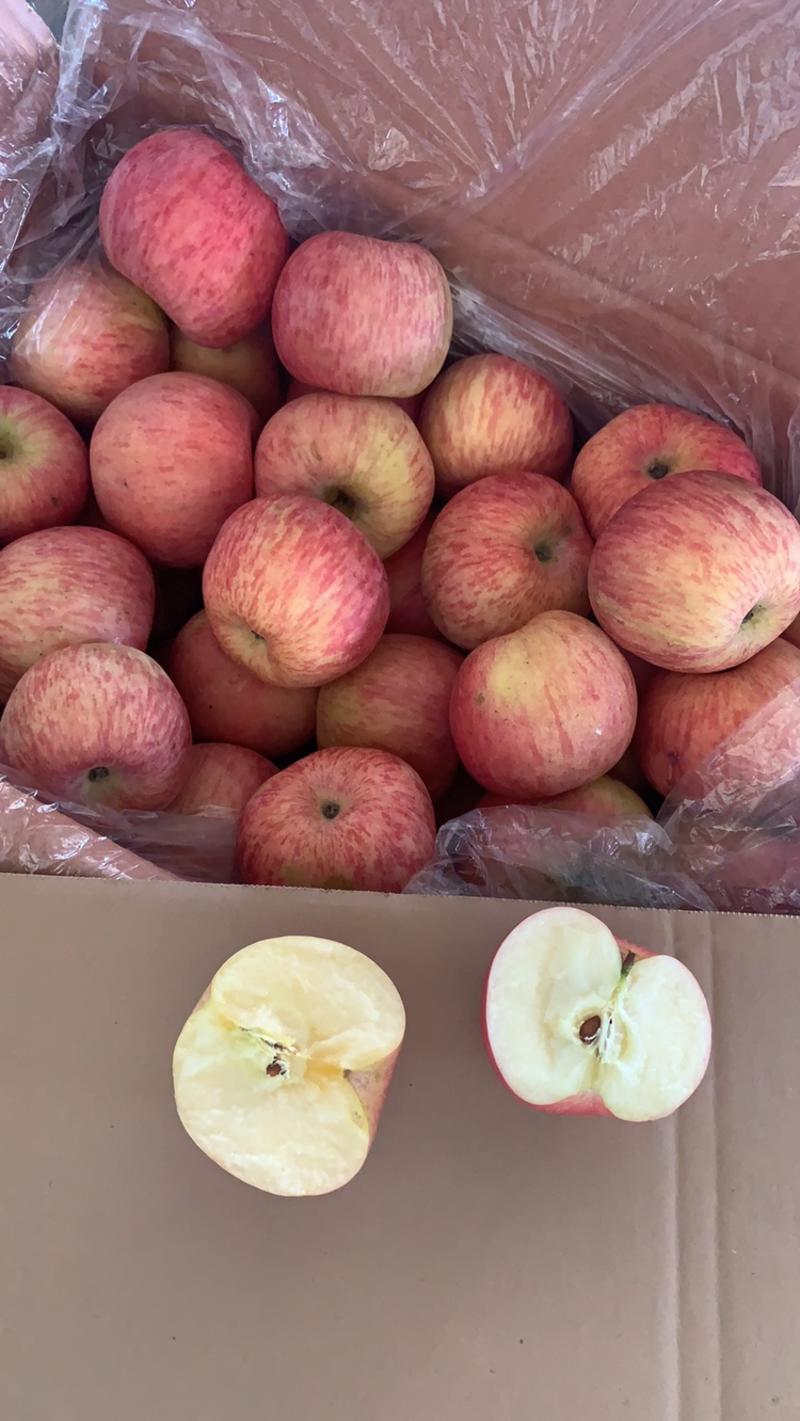 山东红富士苹果产地直销，货源充足，质量好全国发货