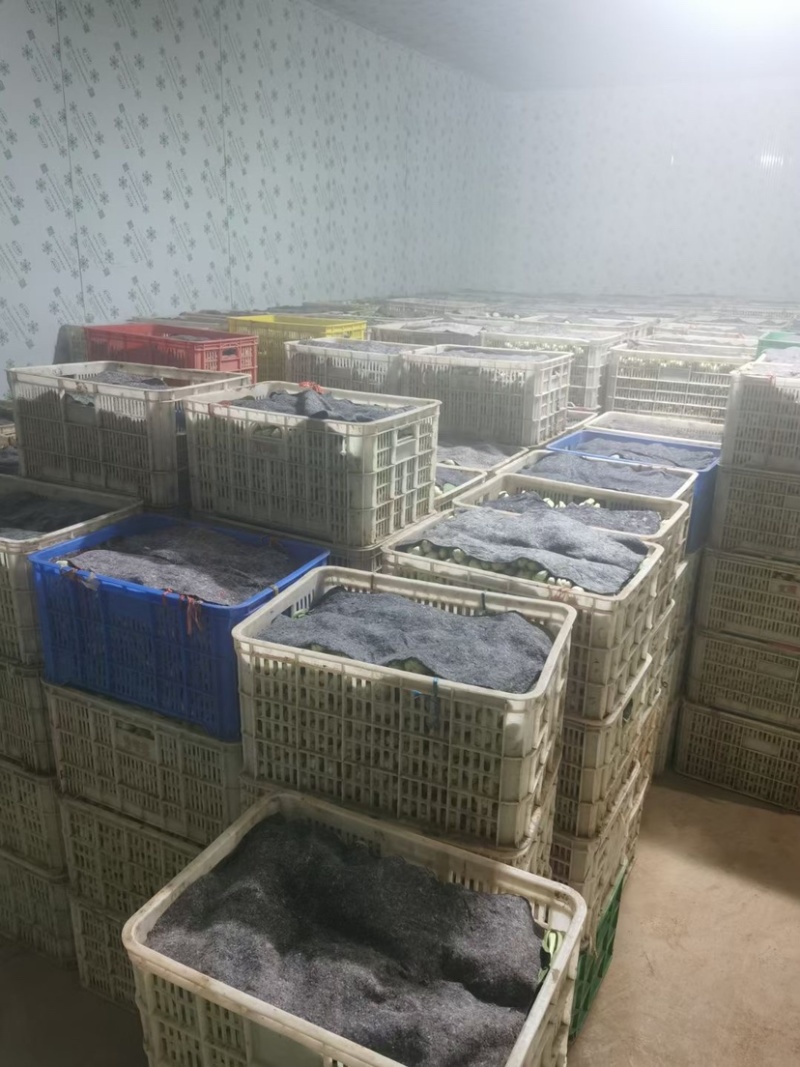 山东上海青，新鲜小油菜，货源稳定充足，长年代办，对接全国