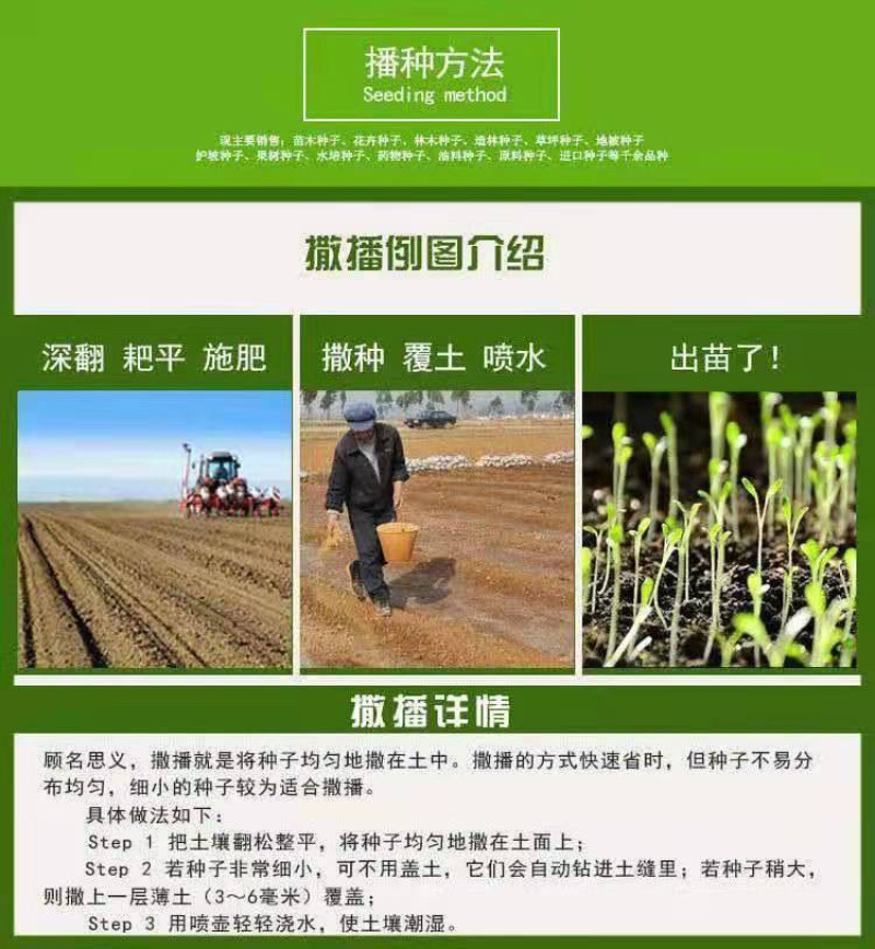 葛藤种子边坡绿化护坡植物野葛藤发芽率90以上