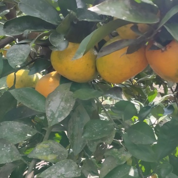 温州蜜橘大量上市了，口感好味道甜！皮薄吃起来也方便！