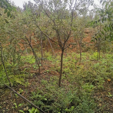 文冠果