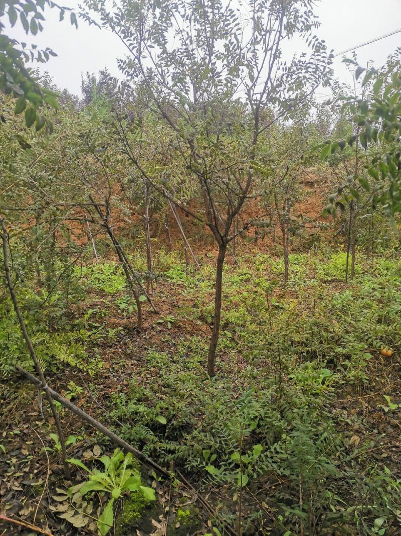 文冠果