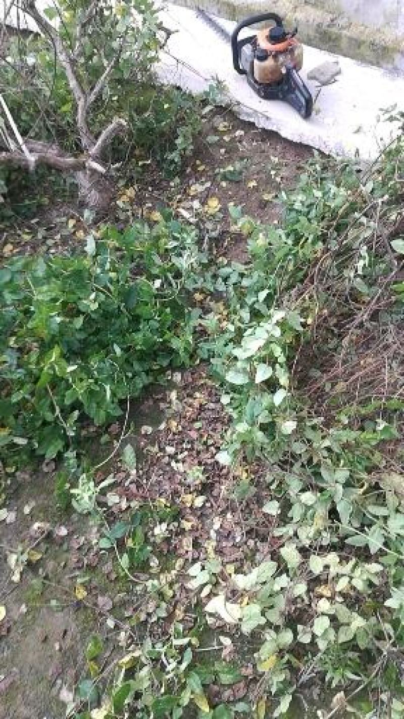 河南封丘四季树形金银花（汇丰一号金银花）金银花大颗