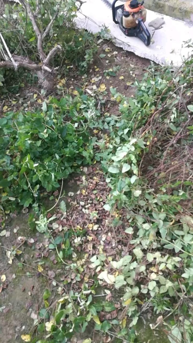 河南封丘四季树形金银花（汇丰一号金银花）金银花大颗