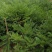 三尖杉，四季常青树，频危植物，其根枝叶杆及果实都是“宝”