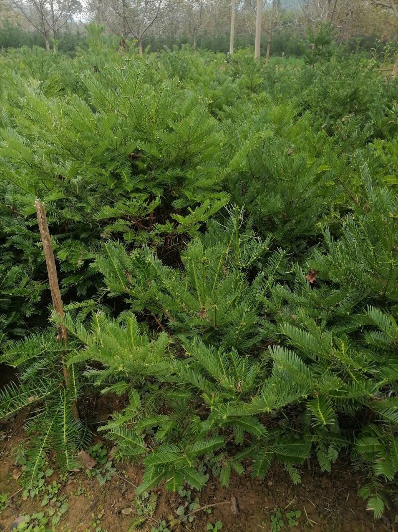 三尖杉，四季常青树，频危植物，其根枝叶杆及果实都是“宝”