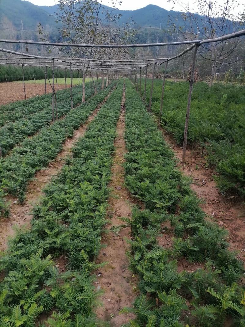 三尖杉，四季常青树，频危植物，其根枝叶杆及果实都是“宝”