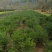 三尖杉，四季常青树，频危植物，其根枝叶杆及果实都是“宝”