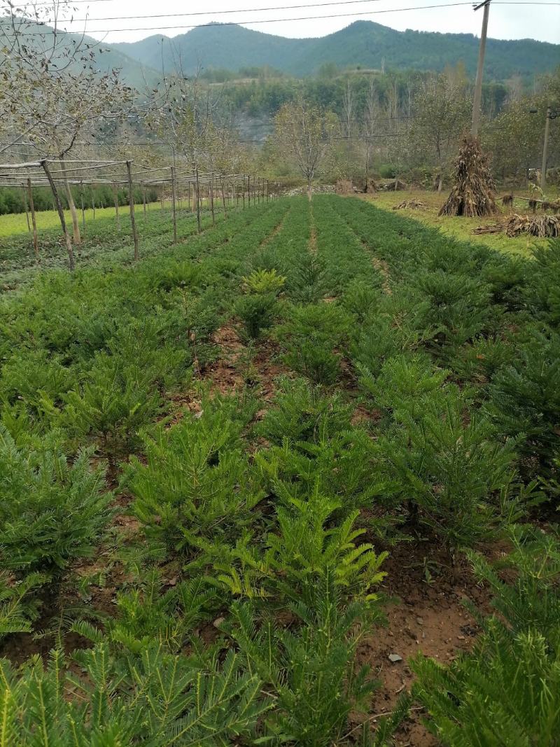 三尖杉，四季常青树，频危植物，其根枝叶杆及果实都是“宝”