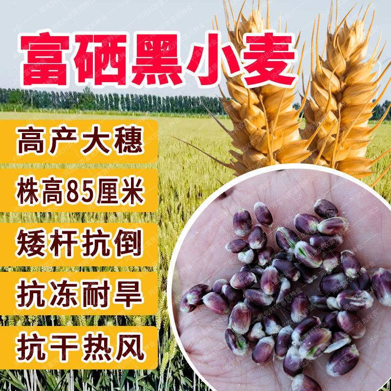 黑金刚黑小麦紫麦绿小麦种子芽率高黑麦种子原种散装高营养高