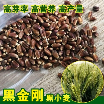 黑金刚黑小麦紫麦绿小麦种子芽率高黑麦种子原种散装高营养高