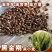 黑金刚黑小麦紫麦绿小麦种子芽率高黑麦种子原种散装高营养高