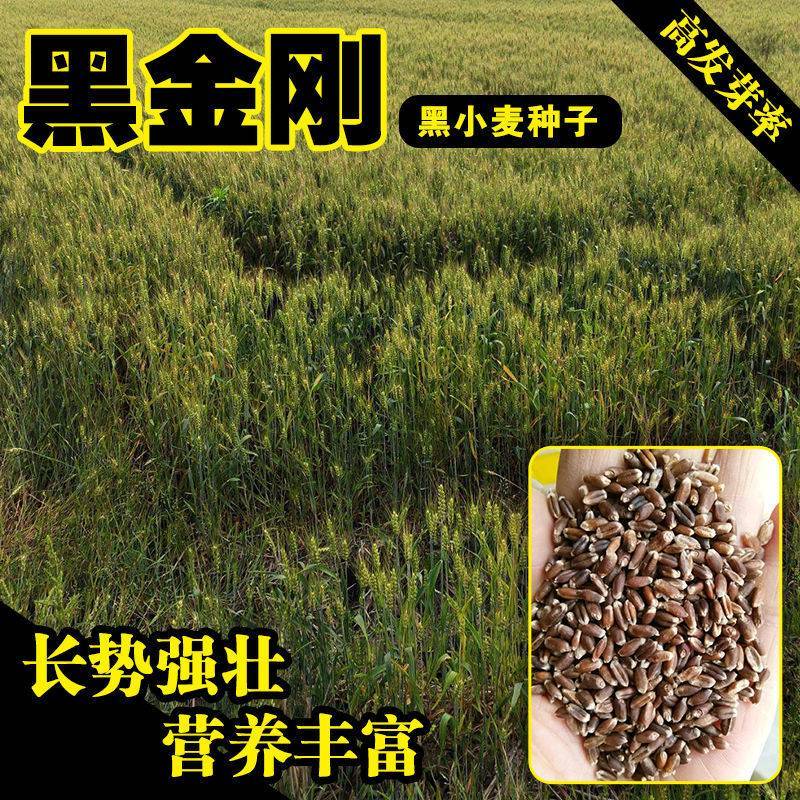黑金刚黑小麦紫麦绿小麦种子芽率高黑麦种子原种散装高营养高