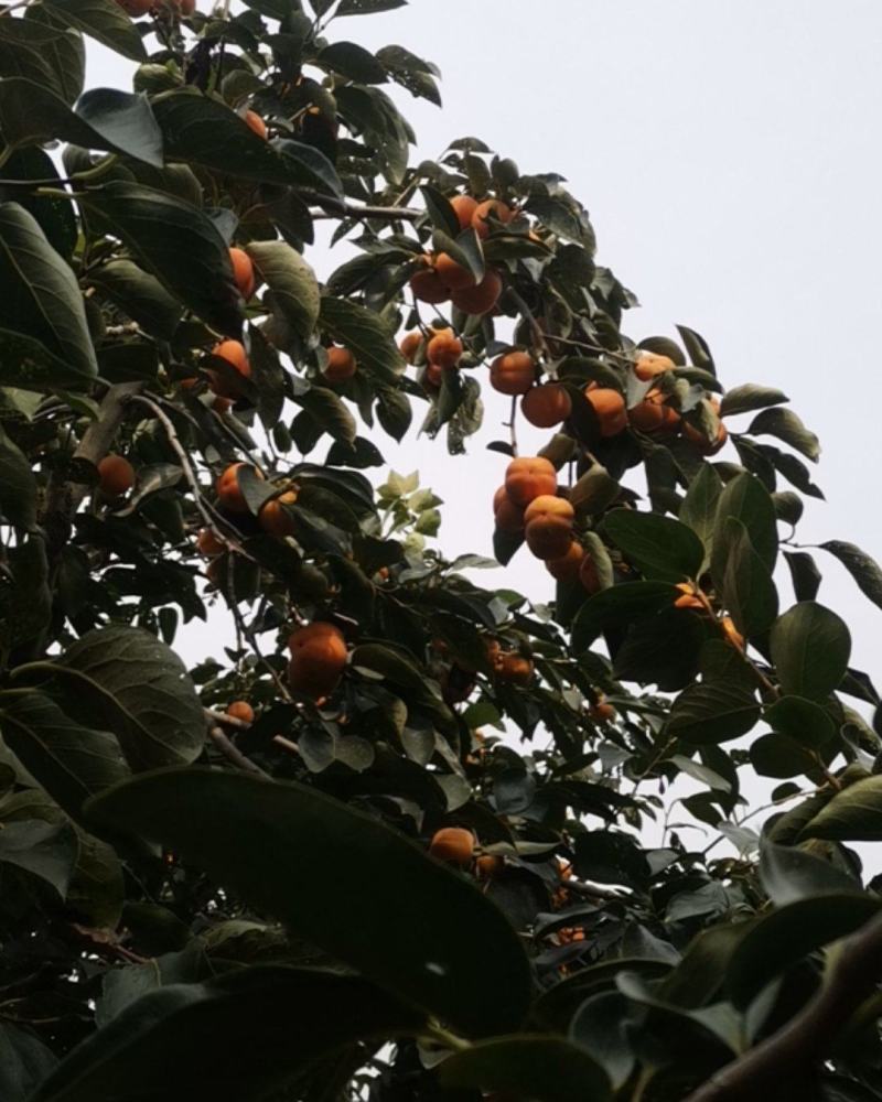 软柿子，甜柿子
