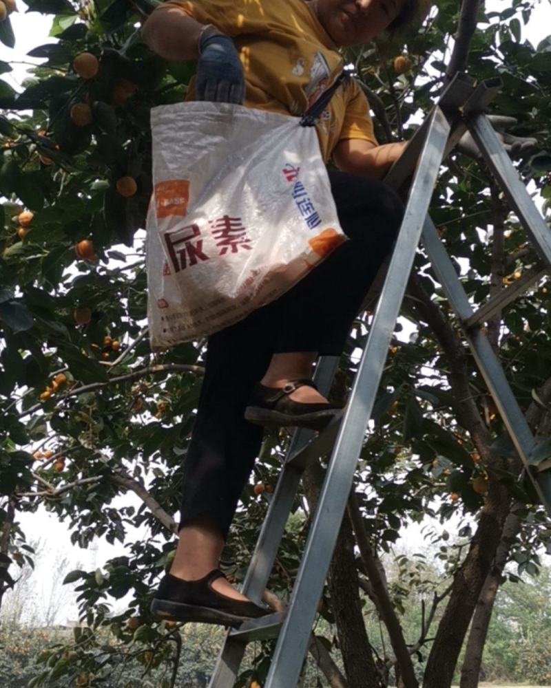 软柿子，甜柿子