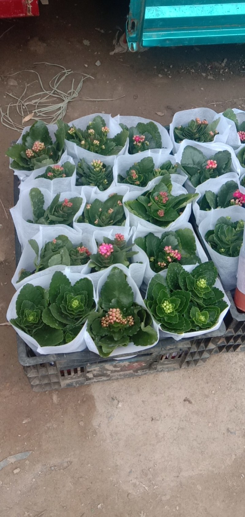 山东青州，长寿花，基地直发，大量有货，欢迎咨询选购