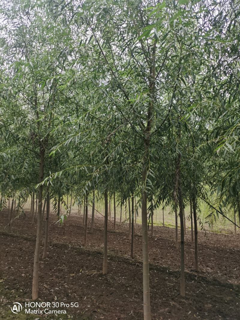 河北6公分平头速生柳10万棵8公分平头速生柳10万棵