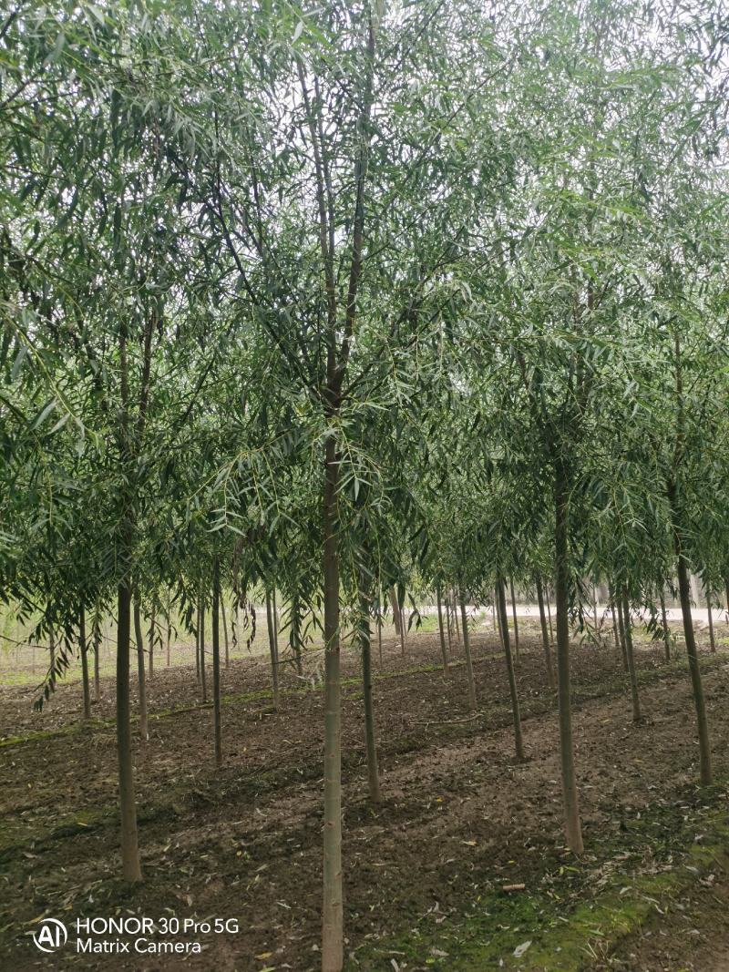 河北6公分平头速生柳10万棵8公分平头速生柳10万棵