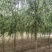 河北6公分平头速生柳10万棵8公分平头速生柳10万棵