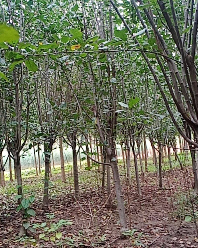 西府海棠,北美海棠,垂丝海棠规格齐全，质量上乘，欢迎选购