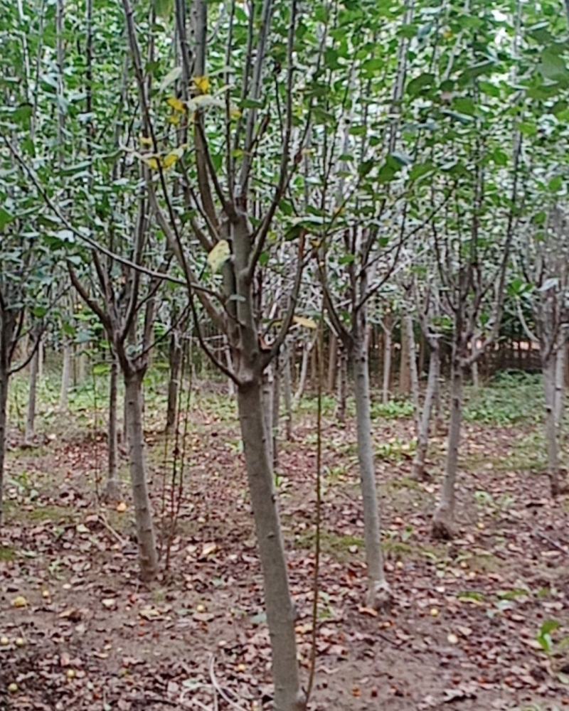 西府海棠,北美海棠,垂丝海棠规格齐全，质量上乘，欢迎选购