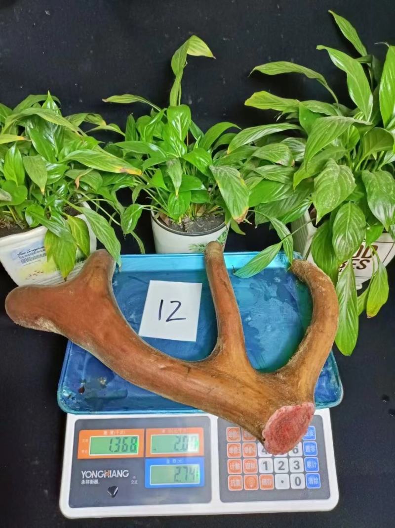 特别推荐，鲜鹿茸。各种规格连刀切，鹿茸片