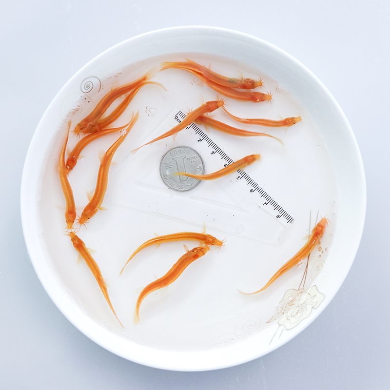 黄金鳅清道夫金龙鳅好养黄金泥鳅淡水鱼小金鱼耐活活体观赏鱼