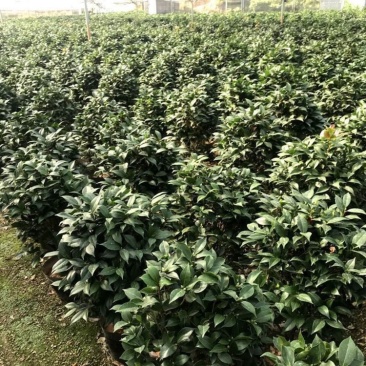 几万棵基地发货，现货规格多样，价格不一，请联系咨询后下单